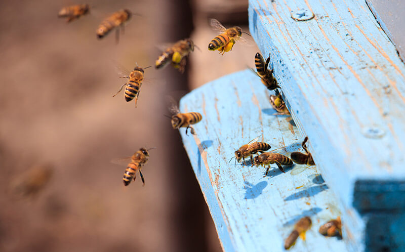 Combien d’abeilles en moyenne dans une ruche